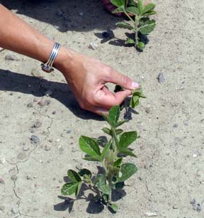 Soybean aphid damage