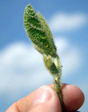 Soybean aphid damage