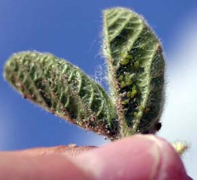 Soybean aphid damage