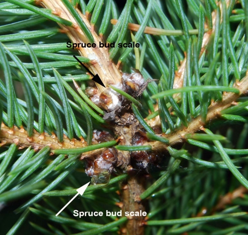 spruce bud