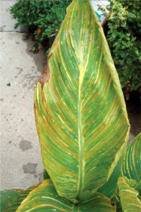 canna virus.