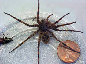 Fishing Spider