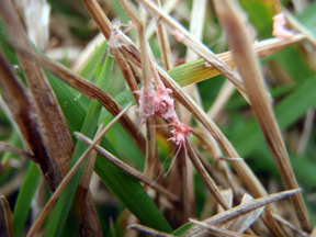 Red Thread in Turf  NC State Extension Publications