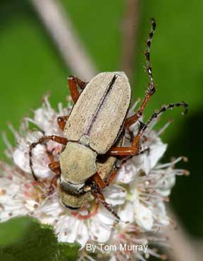 Rose chafer