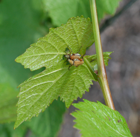 Rose chafer