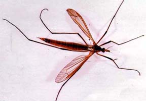 Crane Fly