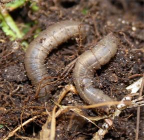 European crane fly larvae