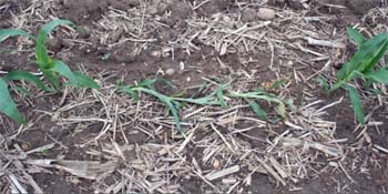 Cut plants in a row