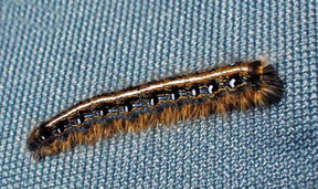 Eastern tent caterpillar larva