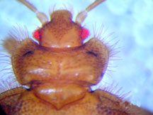 Close up of bat bug