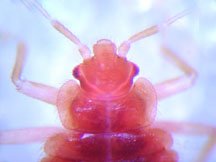 Close up of bed bug.