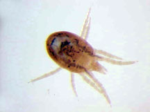 Bird mite on microscope slide