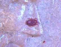 Bird mite on a penny