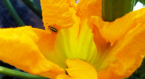 Cucumber beetle