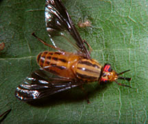 Deer fly