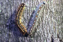 Eastern and forest tent larvae