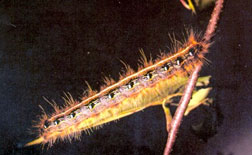 Eastern tent caterpillar