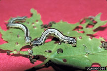 Fall cankerworm