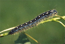 Forest tent caterpillar