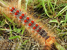 Gypsy moth larva.