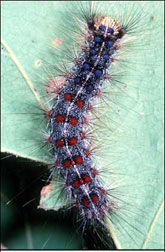 Mature gypsy moth caterpillar