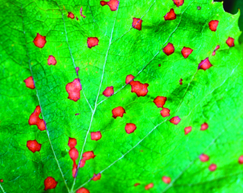 Black rot lesions on grape leaf