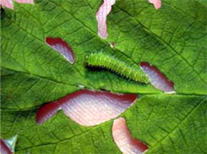 Damage by raspberry sawfly in primo canes