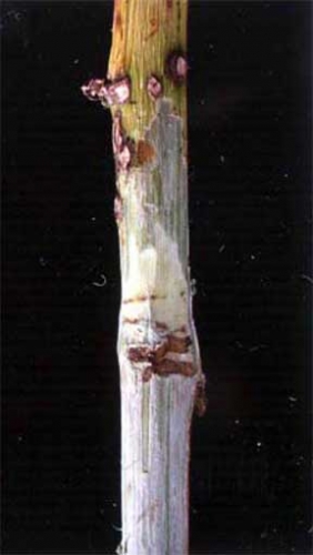Damage caused by redneck cane borer