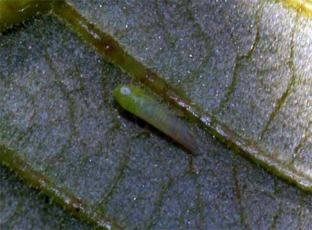 Potato leafhopper 