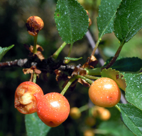 Bird damage to cherries