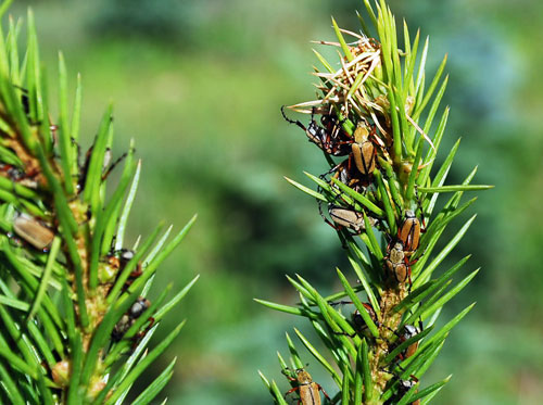 rose chafers