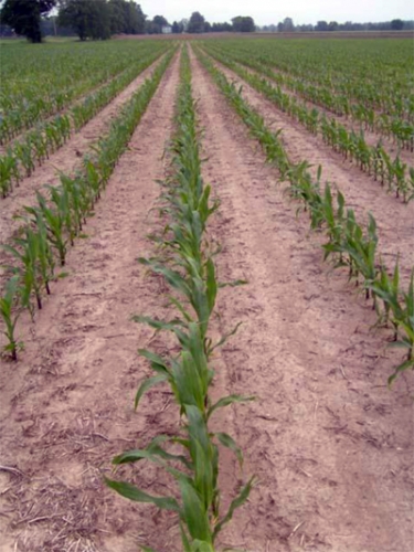 Corn field on PSNT sampling date