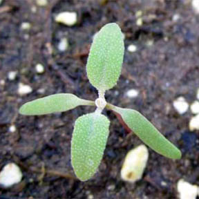 Common lambsquarters