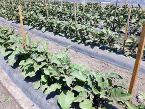 Eggplant in flower