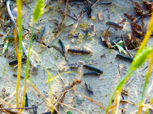 Armyworm larvae Armyworm larvae