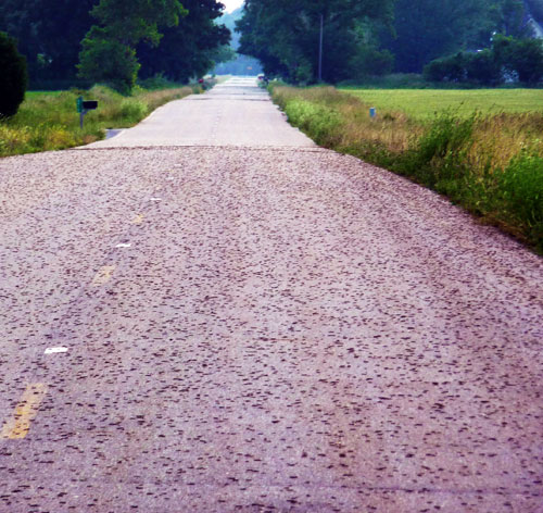 Armyworms on road Armyworms on road
