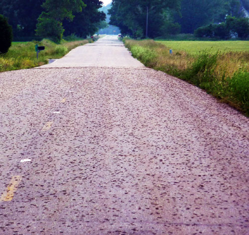 Armyworms on road