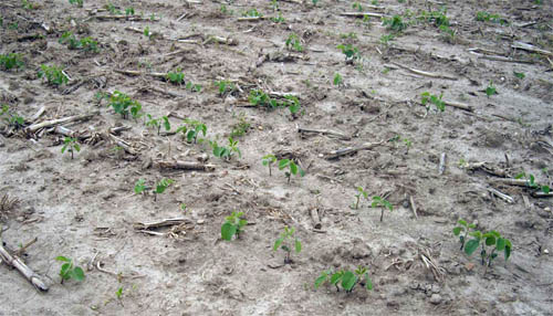 Thin soybean stand from poor emergence through crusted soils