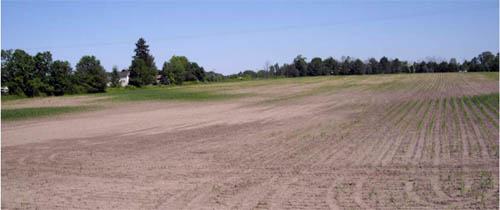 Variable corn stand