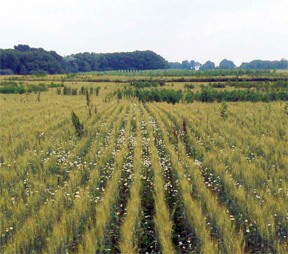 Corn chamomile