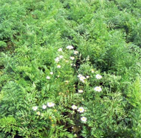 Corn chamomile Corn chamomile