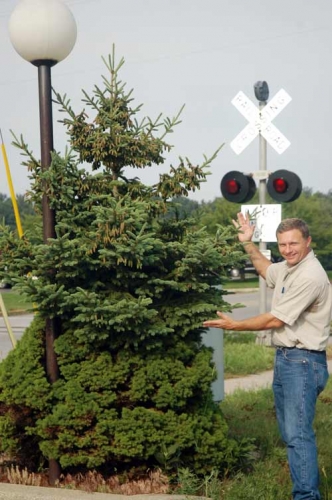 Dwarf Alberta spruce