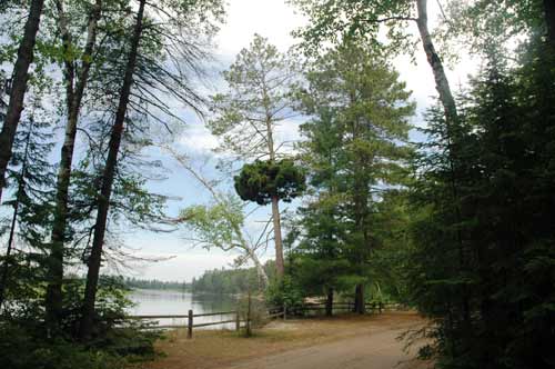 Witch's broom on an eastern white pine