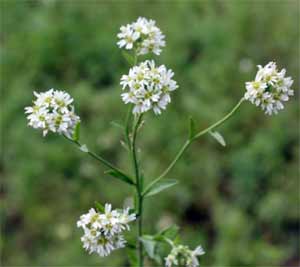 Hoary alyssum in flower