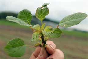 Glyphosate resistant palmer amaranth plants