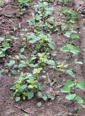 Palmer amaranth outnumber soybean seedlings