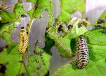 Second and third larval instar