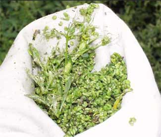 Large alfalfa weevil larvae