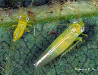 Potato leafhopper adult and nymph
