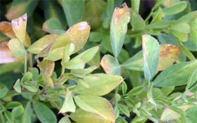 Potato leafhopper damage